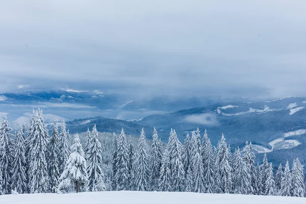 Schöne Berglandschaft Mit Winterwald — Stockfoto