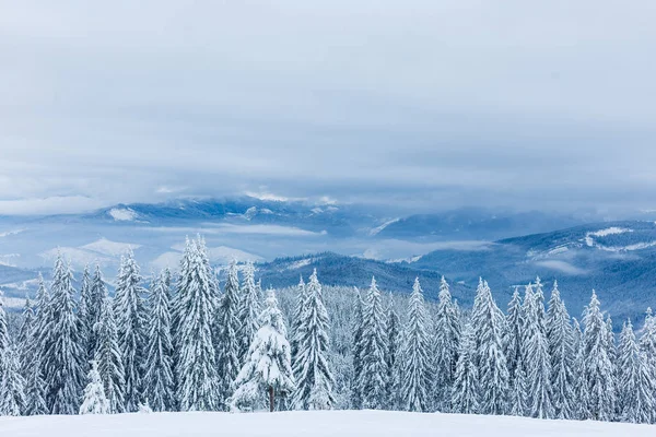 Hermoso Paisaje Montaña Con Bosque Invierno — Foto de Stock