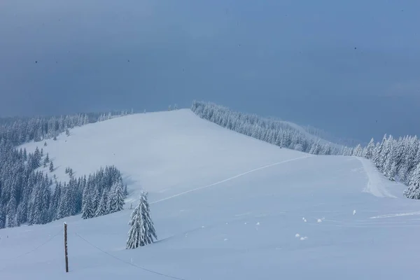 Χιονισμένα Δέντρα Στα Βουνά — Δωρεάν Φωτογραφία