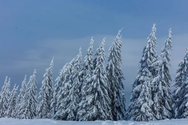 Snötäckta Träd Fjällen — Gratis stockfoto