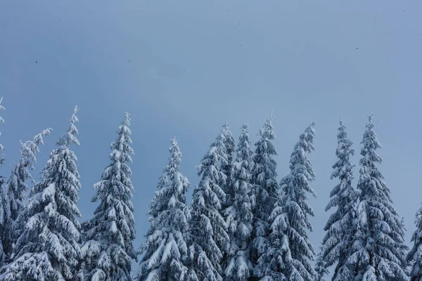 Árboles Cubiertos Nieve Las Montañas — Foto de Stock