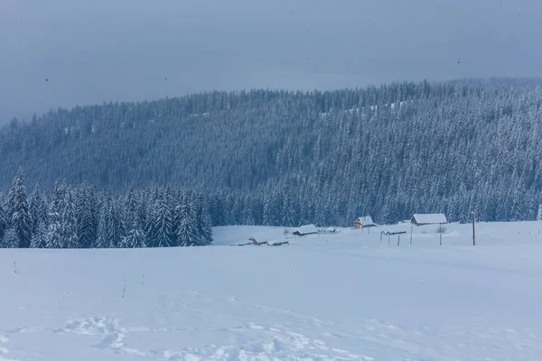 Сніг Покритий Деревами Горах — стокове фото