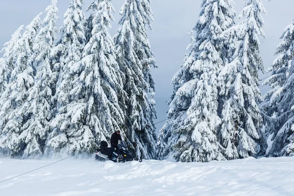 Χιονισμένα Δέντρα Στα Βουνά — Φωτογραφία Αρχείου