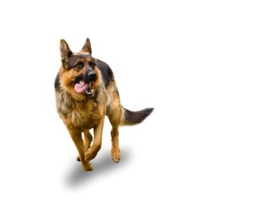 Alman çoban köpeği olarak beyaz bir arka plan üzerinde izole atlama