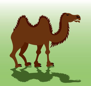 Bactrian deve