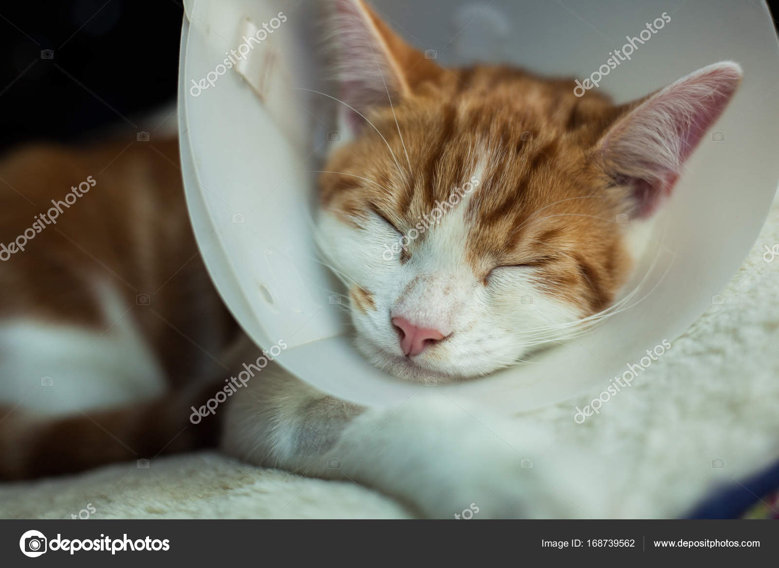 Cat After Surgery Stock Photo by ©Artlover 168739562