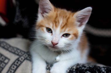 Sevimli küçük zencefil