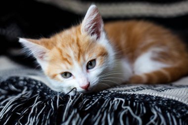 Sevimli küçük zencefil