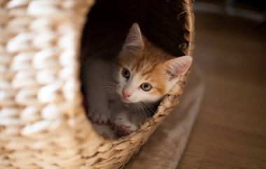 Bir kedi