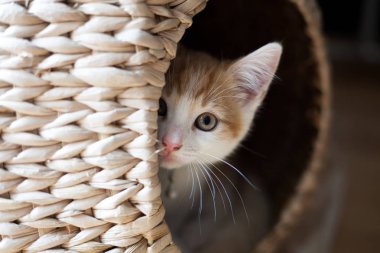 Bir kedi
