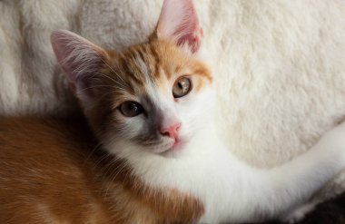 Sevimli küçük zencefil