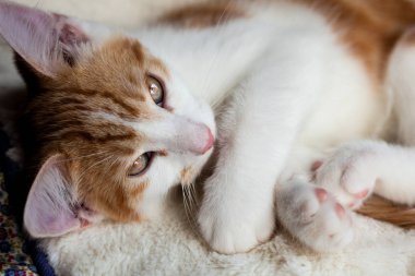 Oynak küçük zencefil