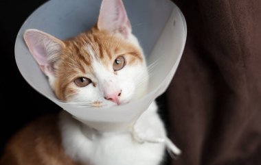Kedi ameliyat sonrası