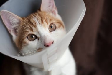 Cat After Surgery clipart