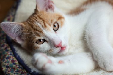 Kitty temizlik zaman