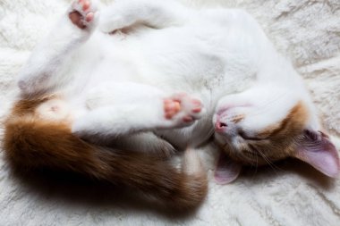 Uykulu küçük zencefil