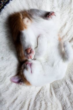 Uykulu küçük zencefil