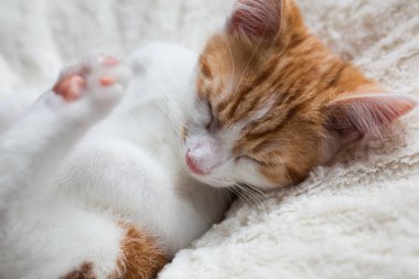 Uykulu küçük zencefil