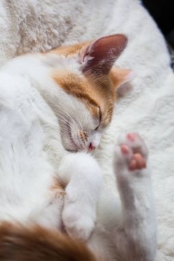 Uykulu küçük zencefil