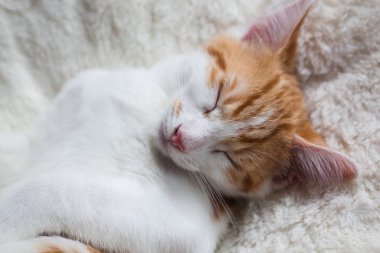 Uykulu küçük zencefil