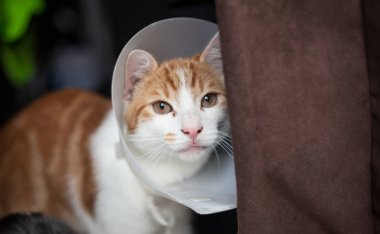 Kedi ameliyat sonrası