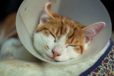 Kedi ameliyat sonrası