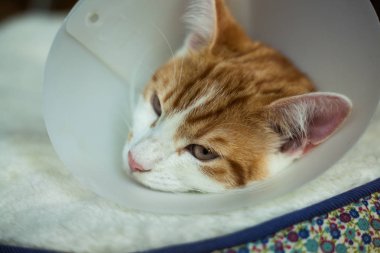Kedi ameliyat sonrası
