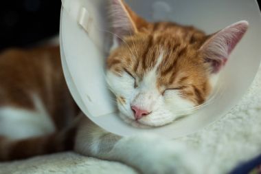 Kedi ameliyat sonrası