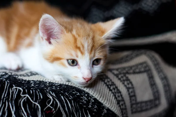 Sevimli küçük zencefil