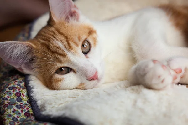 Sevimli küçük zencefil