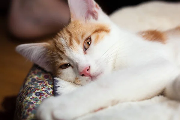 かわいい子猫ちゃん — ストック写真