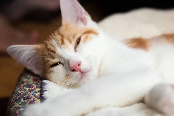 Schattig klein poesje — Stockfoto