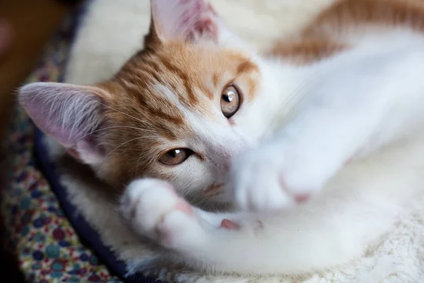 Shy Little Ginger — Stock Photo, Image