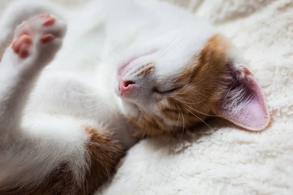 Sleepy Little Ginger — Stock Photo, Image