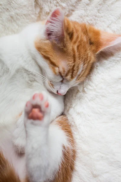 Sleepy kleine gember — Stockfoto
