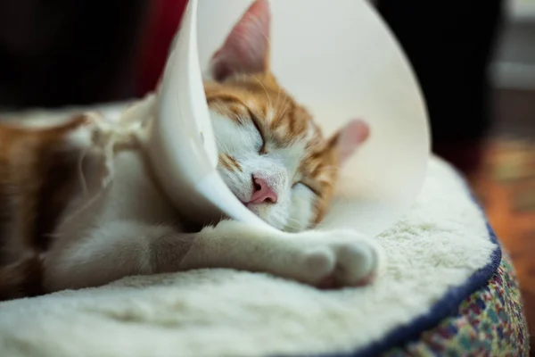 Katt efter operation — Stockfoto