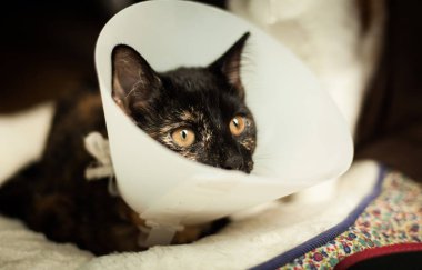 Kedi ameliyat sonrası