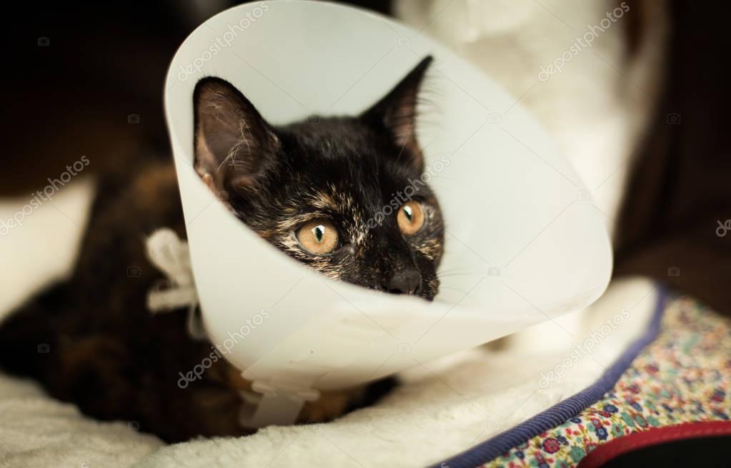 Cat After Surgery — Stock Photo © Artlover 168742174