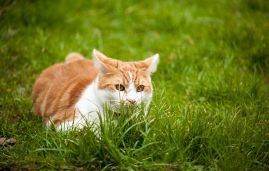 zencefil kedi