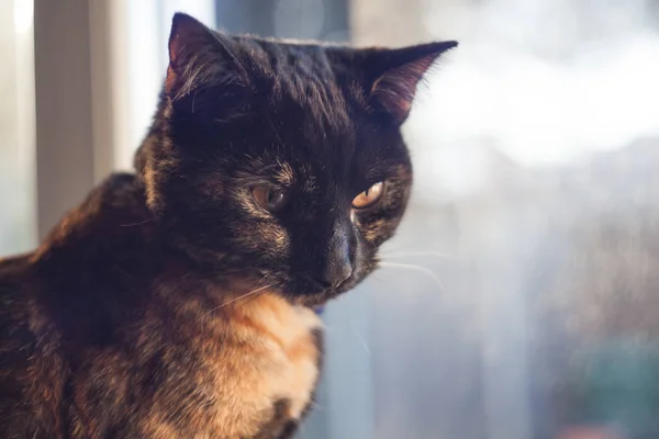 Beautiful Tortie — Zdjęcie stockowe