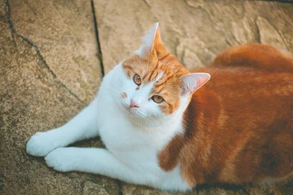 Jengibre gato —  Fotos de Stock