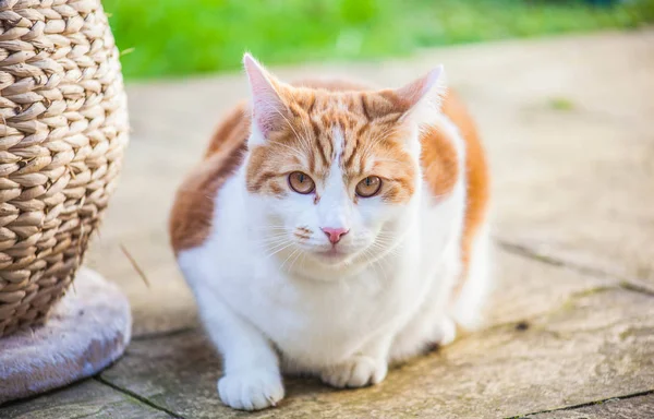 Jengibre gato —  Fotos de Stock
