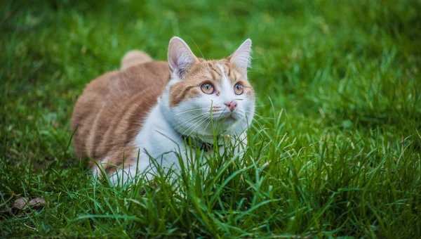 Jengibre gato —  Fotos de Stock