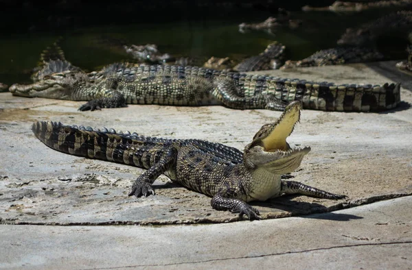 Onlar ağız genç timsah aç