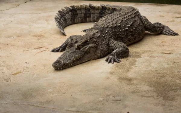 Havuzda tuzlu su timsahı.