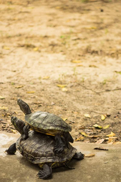 Çift Kişilik kaplumbağalar