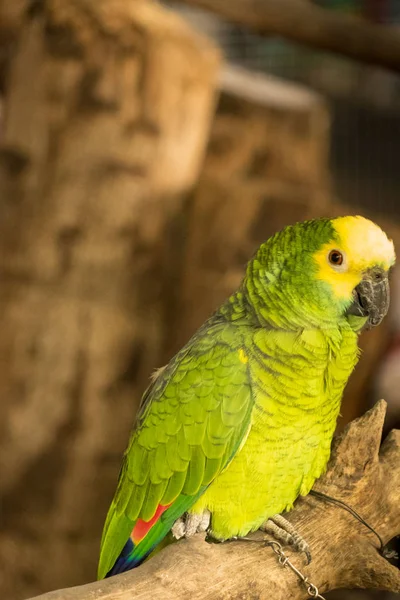 Amerika papağanı / papağan dalda