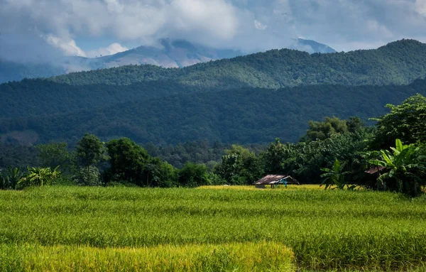 Çeltik pirinç Kuzey Nan Tayland under