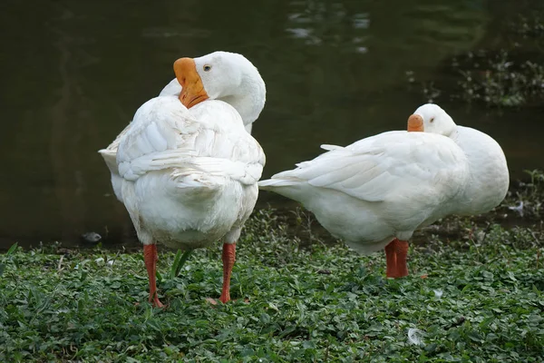 Üst üste iki ördek