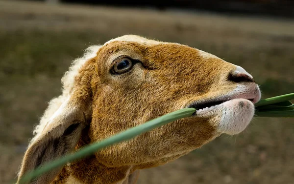 Hayvancılık çim ile genç koyun